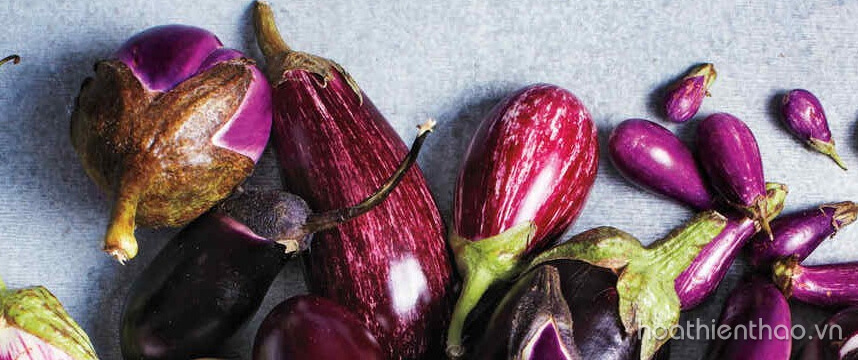 Khám phá 4 cách trị nám bằng cà tím cực hay - Hoa Thiên Thảo