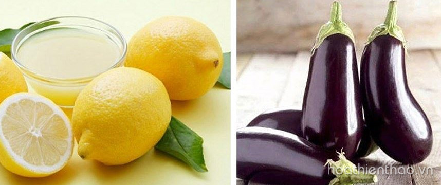 Khám phá 4 cách trị nám bằng cà tím cực hay - Hoa Thiên Thảo