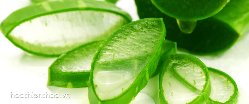 4 cách trị nám bằng nha đam đơn giản tại nhà - Hoa Thiên Thảo