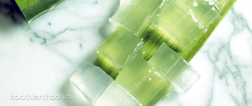 4 cách trị nám bằng nha đam đơn giản tại nhà - Hoa Thiên Thảo