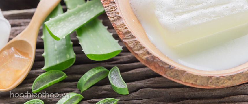 4 cách trị nám bằng nha đam đơn giản tại nhà - Hoa Thiên Thảo