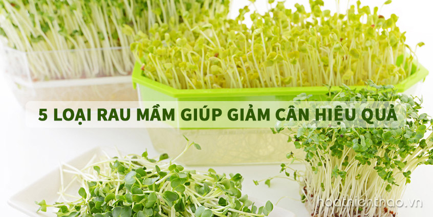 5 Loại rau mầm giúp giảm cân hiệu quả