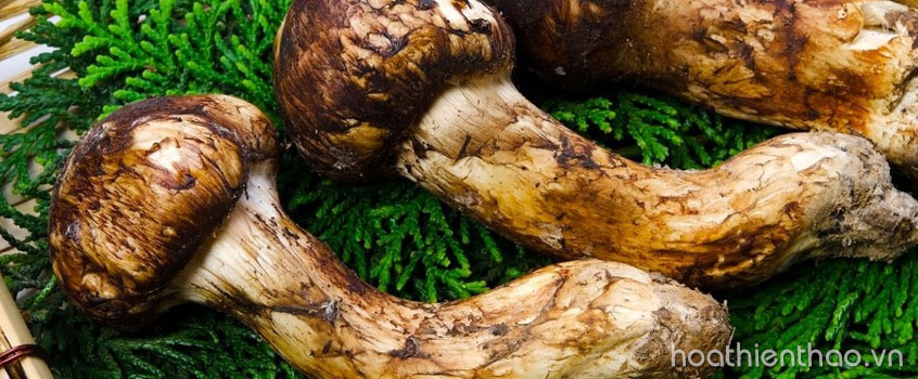5 thành phần dưỡng trắng da trị nám bác sĩ da liễu khuyên dùng