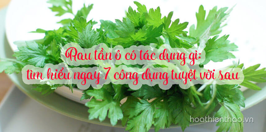 7 công dụng của rau tần ô trong làm đẹp - Hoa Thien Thao Cosmetics