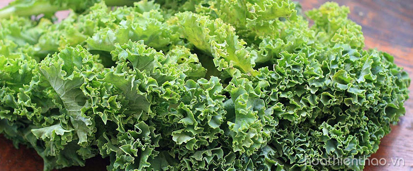 Sử dụng cải xoăn chống lão hóa hiệu quả