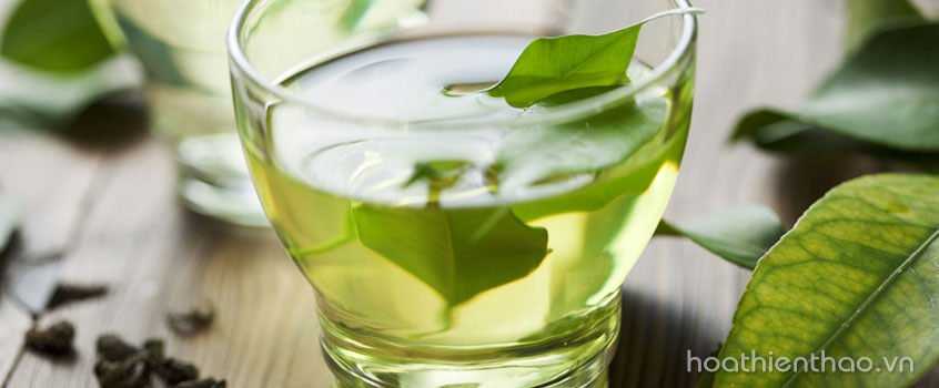 Trà xanh giàu chất chống oxy hóa, là thành phần làm đẹp công hiệu