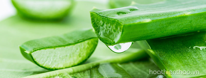 Gel nha đam có tác dụng làm dịu da, trị cháy nắng