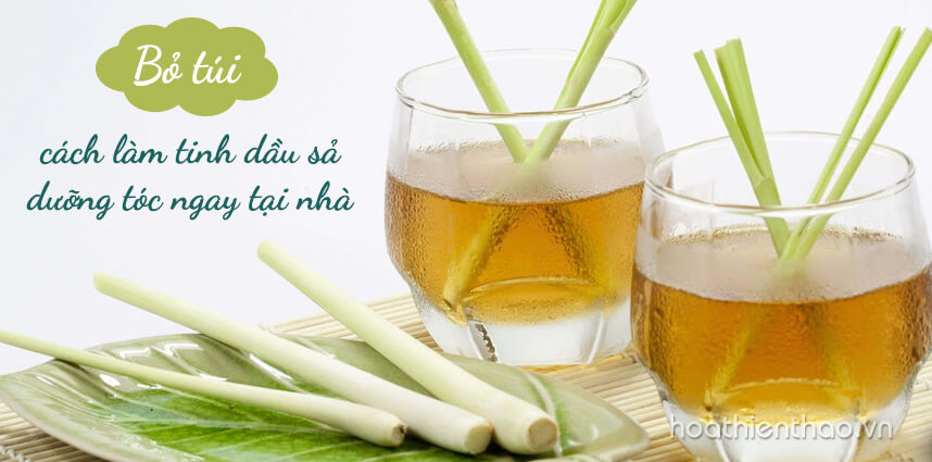 Bỏ túi cách làm tinh dầu sả dưỡng tóc - Hoa Thiên Thảo