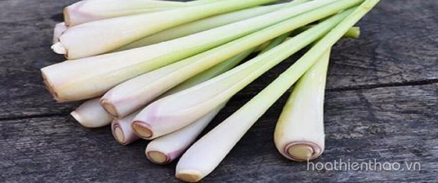 Bỏ túi cách làm tinh dầu sả dưỡng tóc - Hoa Thiên Thảo