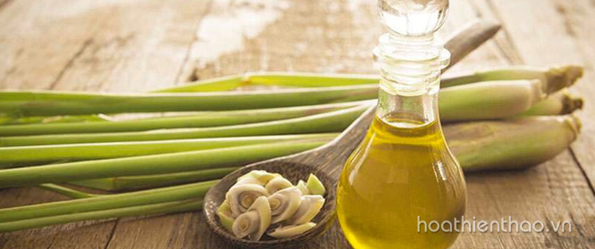 Bỏ túi cách làm tinh dầu sả dưỡng tóc - Hoa Thiên Thảo