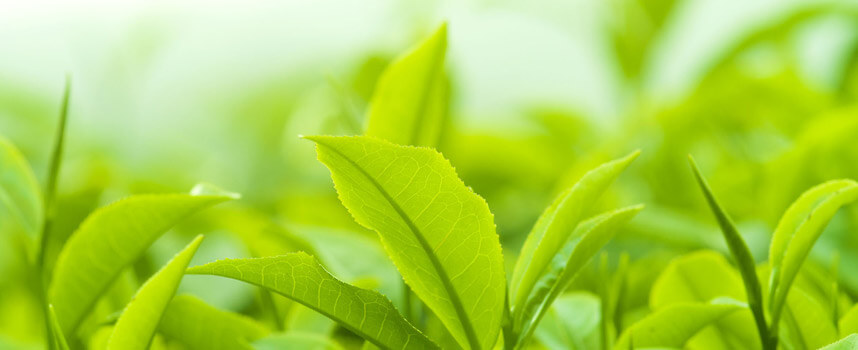 Chăm sóc tóc với 7 loại thực phẩm phổ biến trong nhà - Hoa Thiên Thảo