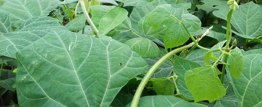 Công dụng của củ đậu rất tuyệt vời, nhưng đừng để phản tác dụng - Hoa Thien Thao