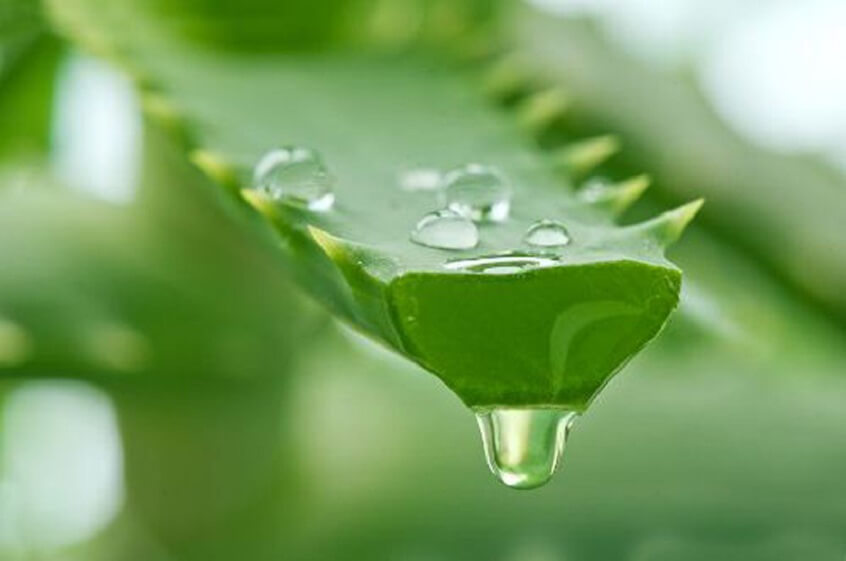 Da trắng ẩm mịn nhờ nước xịt khoáng thần thánh nha đam - Hoa Thiên Thảo