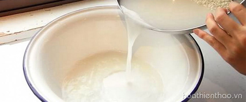Nước vo gạo giúp dưỡng trắng da hiệu quả