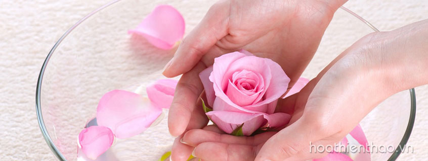 DIY công thức nước hoa hồng tại nhà