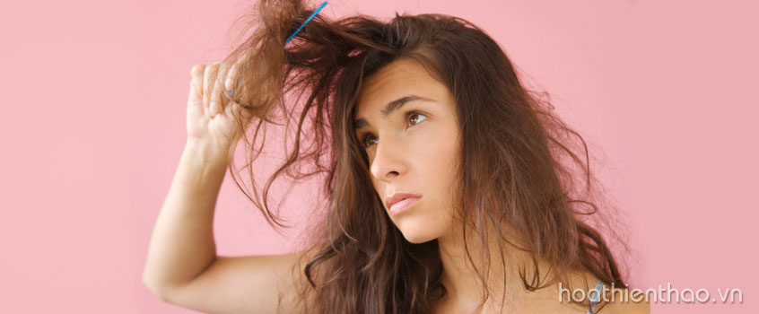 Khắc phục tóc khô sơ với dầu hoa hướng dương