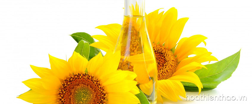 Khắc phục tóc khô sơ với dầu hoa hướng dương