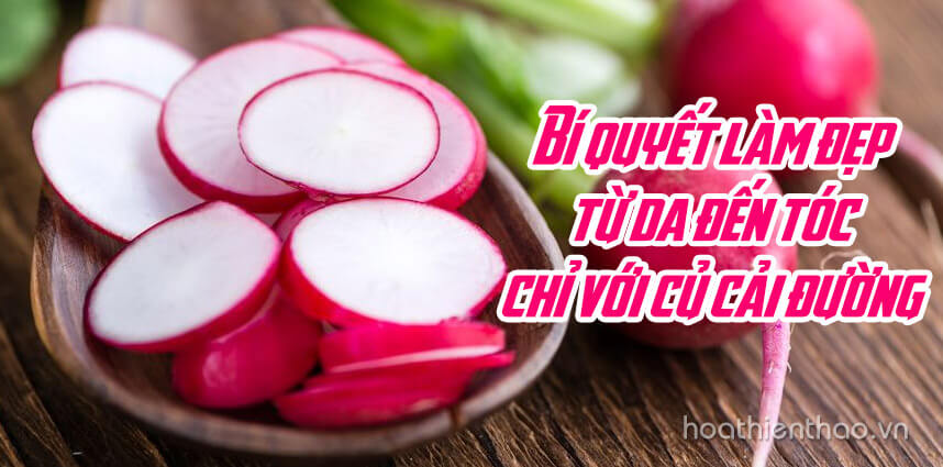 Làm đẹp từ da đến tóc chỉ với củ cải đường - Hoa Thiên Thảo