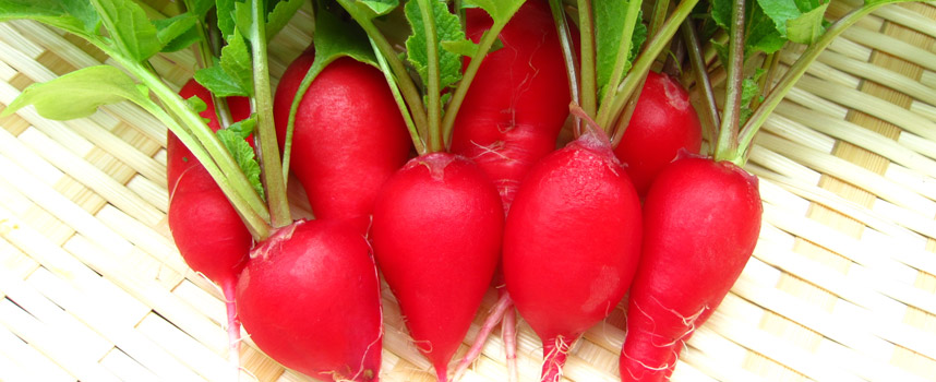 Làm đẹp từ da đến tóc chỉ với củ cải đường - Hoa Thiên Thảo