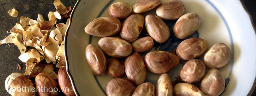 Hạt mít rất giàu protein tốt cho da