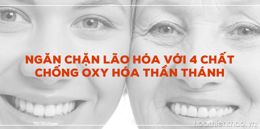 Ngăn chặn lão hóa với 4 chất chống oxy hóa - Hoa Thiên Thảo