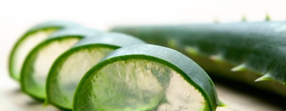 Nha đam có trị nám da mặt không?