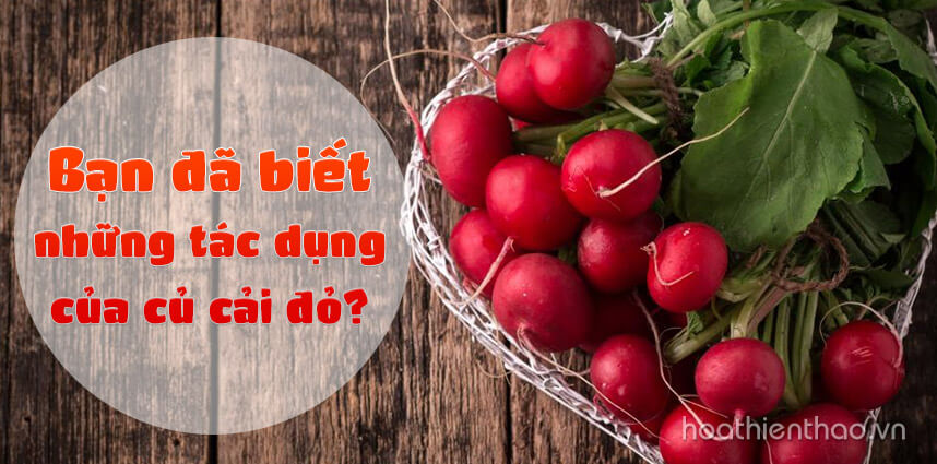 Những tác dụng này của củ cải đỏ - Hoa Thiên Thảo