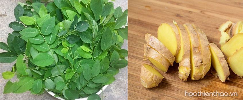 Rau ngót mẹo trị nám da mặt tự nhiên thần kỳ