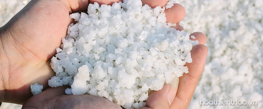 Rau ngót mẹo trị nám da mặt tự nhiên thần kỳ