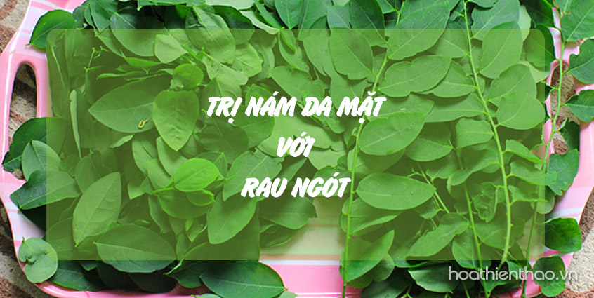 Cách trị nám da mặt bằng rau ngót hiệu quả thần kỳ