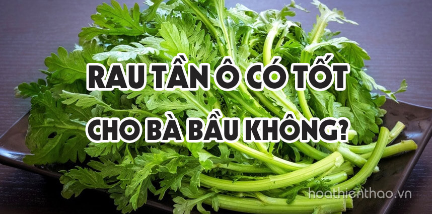 Rau tần ô có tốt cho bà bầu không - Hoa Thien Thao Cosmetics