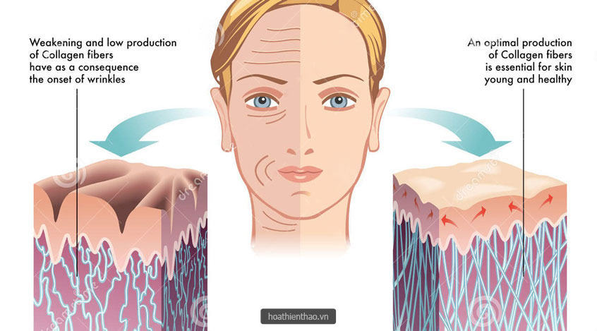 Kích thích quá trình sản xuất Collagen cho da