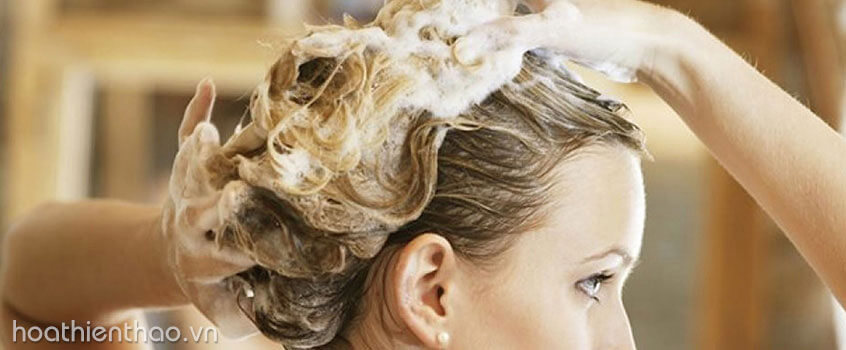 Gội đầu quá nhiều lần cũng sẽ khiến tóc yếu và dễ gãy