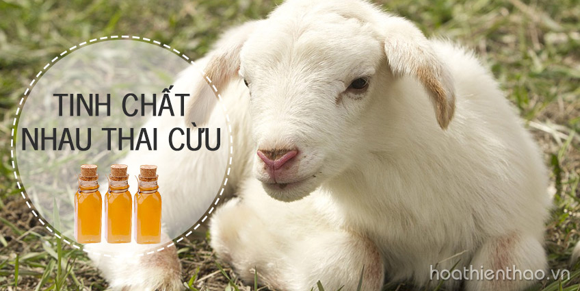 Tinh chất nhau thai cừu có thật sự tốt như quảng cáo?