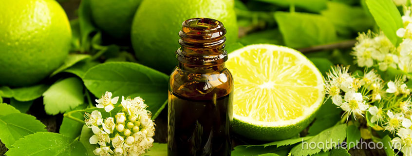 TOP 4 tinh dầu dưỡng da tốt nhất hiện nay bạn nên biết