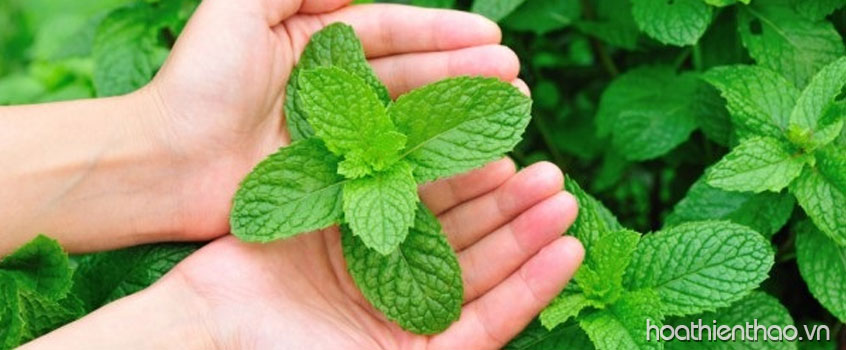 Lá bạc hà làm sáng, ngăn ngừa mụn hiệu quả - Bí quyết chăm sóc body