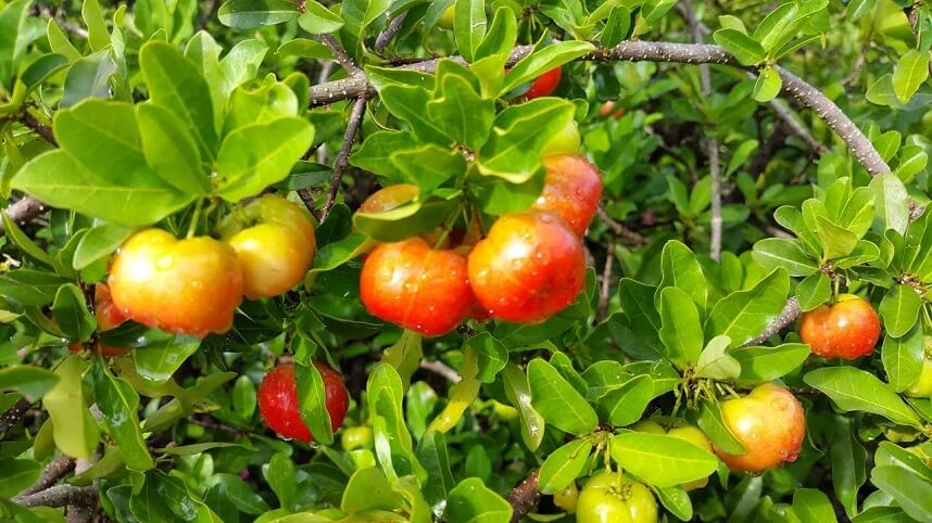 3 loại quả tuy tốn kém nhưng dưỡng da mặt - Hoa Thien Thao