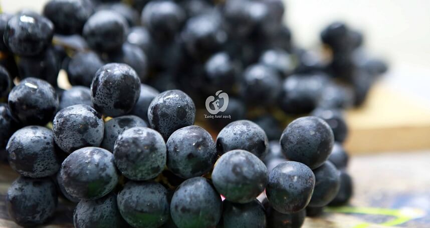 3 loại quả tuy tốn kém nhưng dưỡng da mặt - Hoa Thien Thao