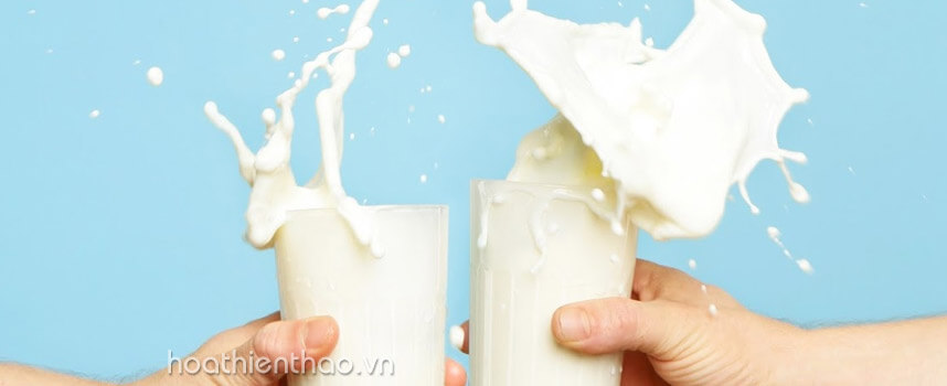 trị mụn đầu đen ở mũi tận gốc - Hoa Thiên Thảo