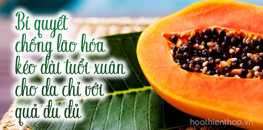 Bí quyết chống lão hóa cho da chỉ với quả đu đủ - hoathienthaovn