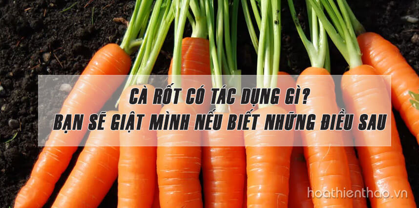 Cà rốt có tác dụng gì - Hoa Thiên Thảo Cosmetics