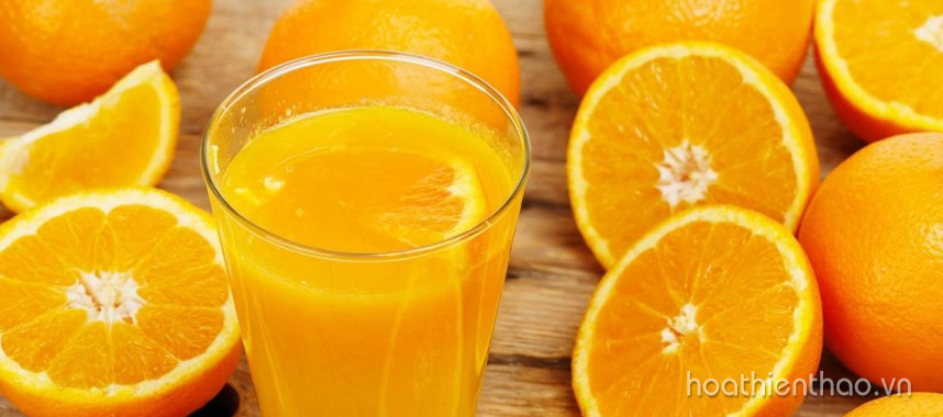 Các vị thuốc bắc dùng để tắm trắng an toàn - Hoa Thiên Thảo