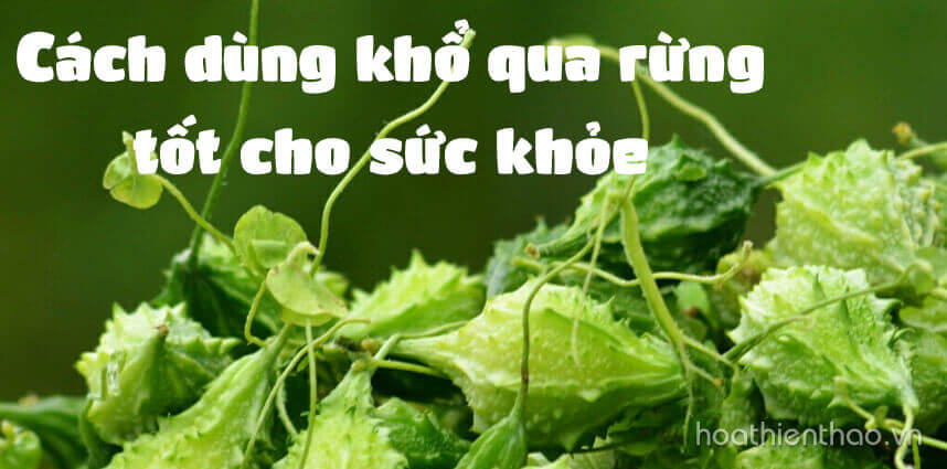 Cách dùng khổ qua rừng tốt cho sức khỏe - Hoa Thien Thao