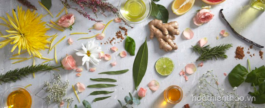 Bỏ túi cách làm serum dưỡng da handmade tại nhà - Hoa Thiên Thảo