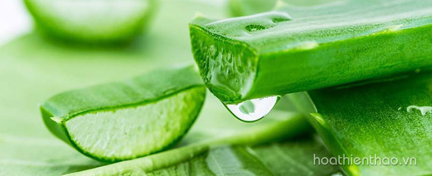 Bỏ túi cách làm serum dưỡng da handmade tại nhà - Hoa Thiên Thảo