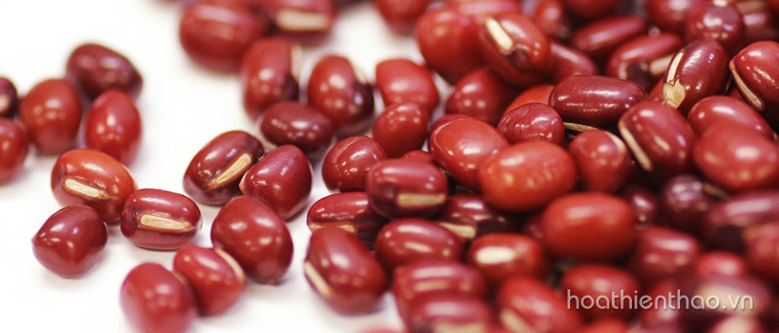 Khám phá cách trị nám của người Nhật hiệu quả cao - Hoa Thiên Thảo