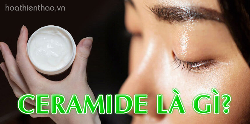 Ceramide là gì Tác dụng của Ceramide - Hoa Thiên Thảo