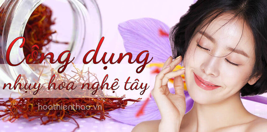Công dụng của nhụy hoa nghệ tây saffron đối với sức khỏe và làm đẹp - hoathienthaovn