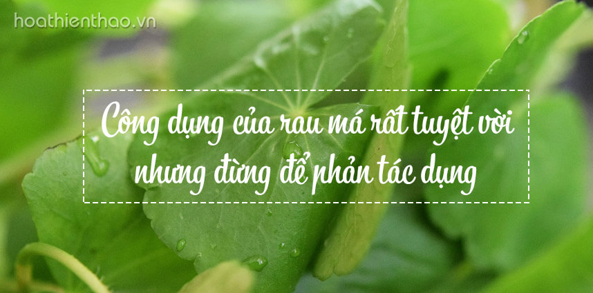 Công dụng của rau má rất tuyệt vời nhưng đừng để phản tác dụng - Hoa Thien Thao Cosmetics