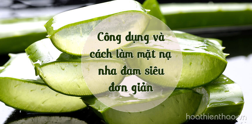 Công dụng và cách làm mặt nạ nha đam siêu đơn giản - Hoa Thien Thao Cosmetics